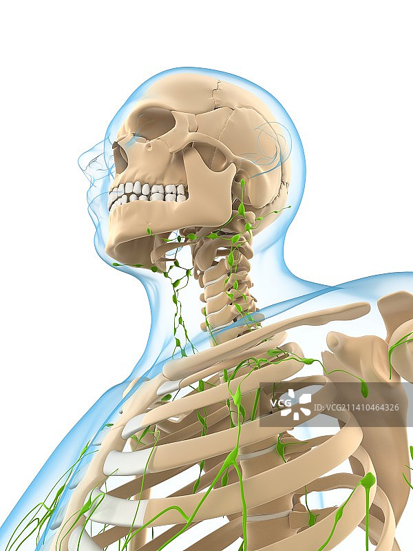 淋巴系统，艺术品图片素材