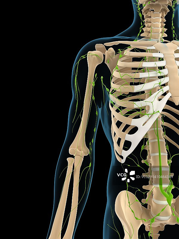 淋巴系统，艺术品图片素材