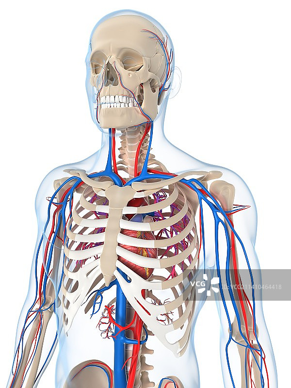 血管系统（艺术作品）图片素材