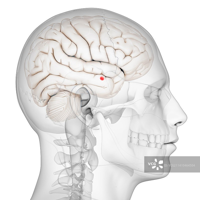 大脑的杏仁核，艺术品图片素材
