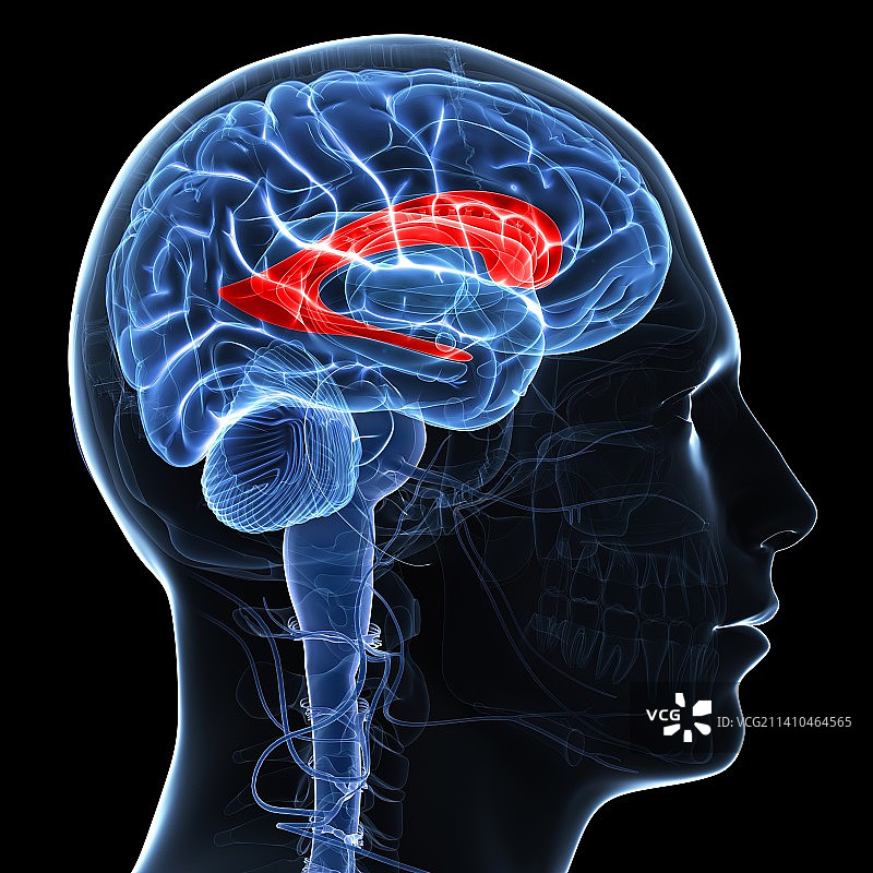 侧脑室艺术图图片素材
