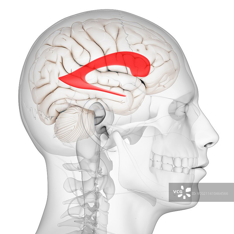 侧脑室艺术图图片素材