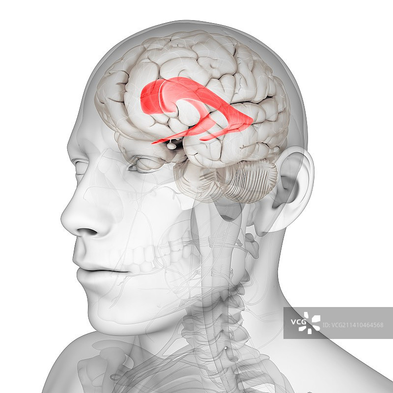 侧脑室艺术图图片素材