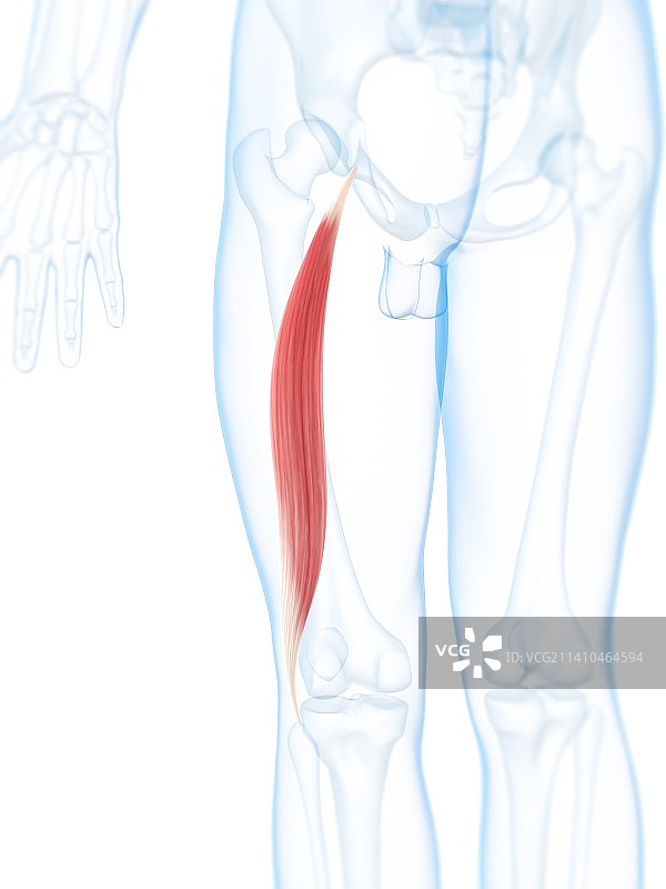 大腿肌肉，艺术品图片素材
