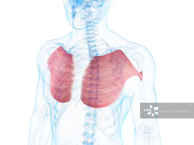 胸肌，艺术作品图片素材