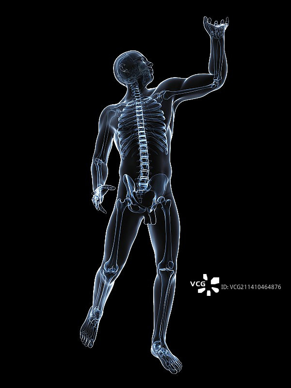 男性解剖学、艺术品图片素材