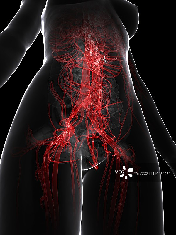 女人血管系统艺术图图片素材