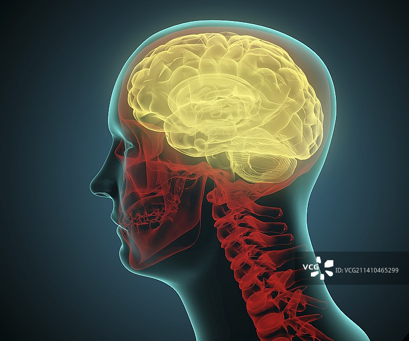 人脑，艺术品图片素材