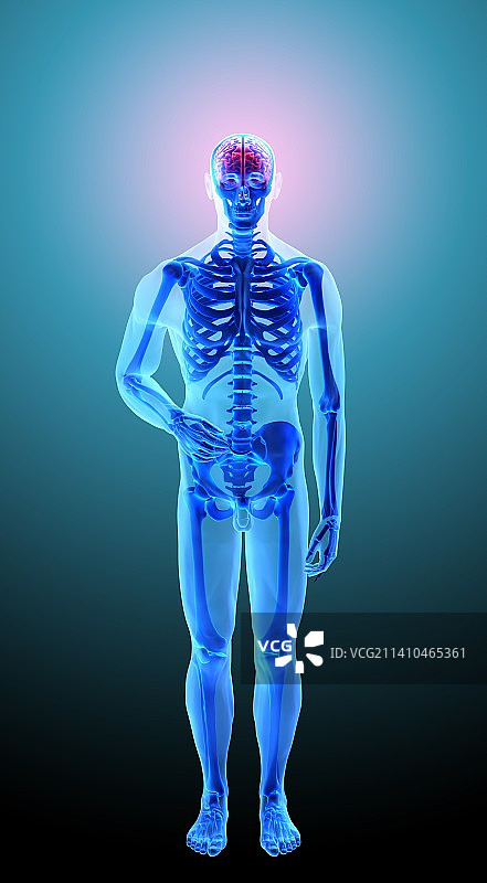 骷髅艺术作品图片素材