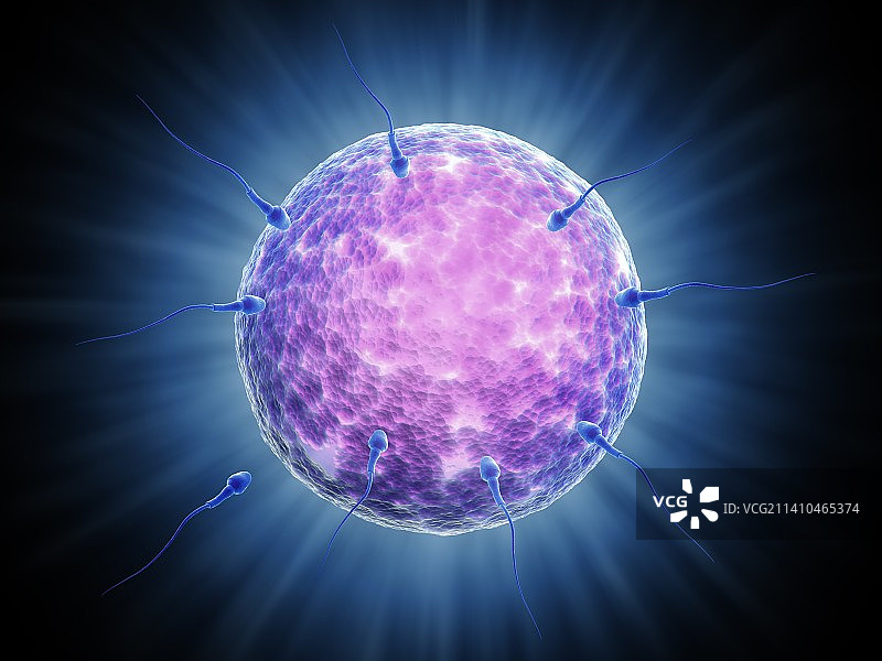 受精过程（艺术作品）图片素材