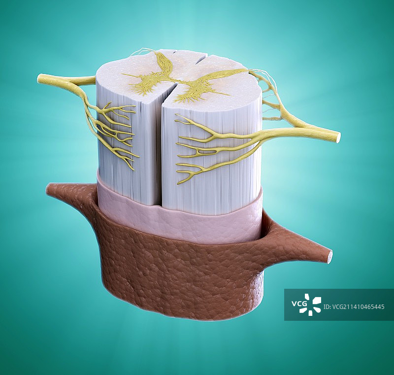 脊髓艺术图图片素材