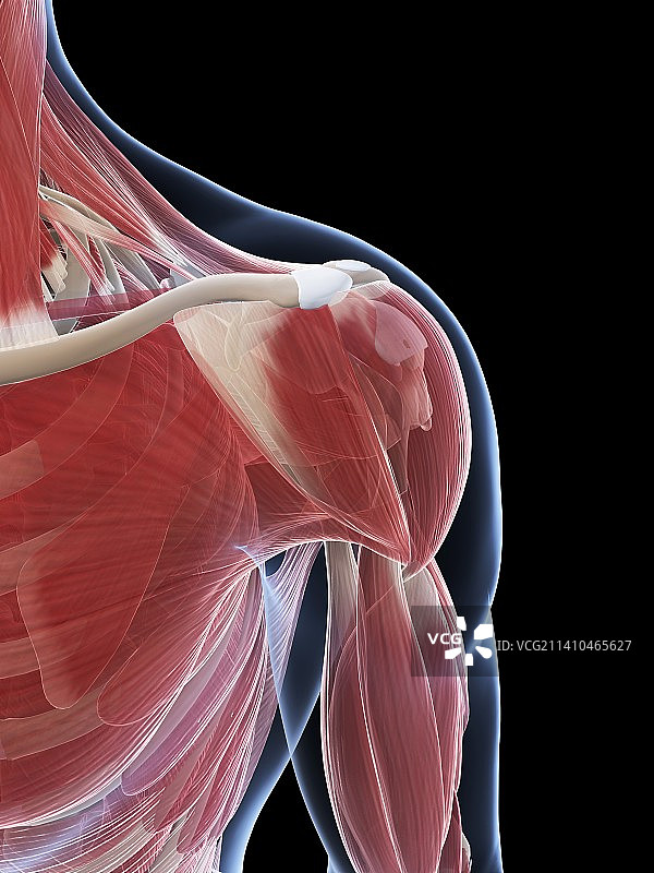 男性肌肉组织，艺术品图片素材