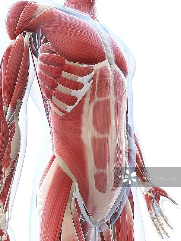 男性肌肉组织，艺术品图片素材