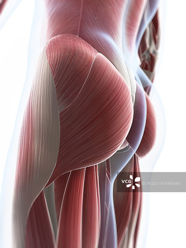 男性肌肉组织，艺术品图片素材