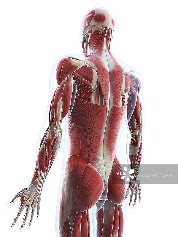 男性肌肉组织，艺术品图片素材