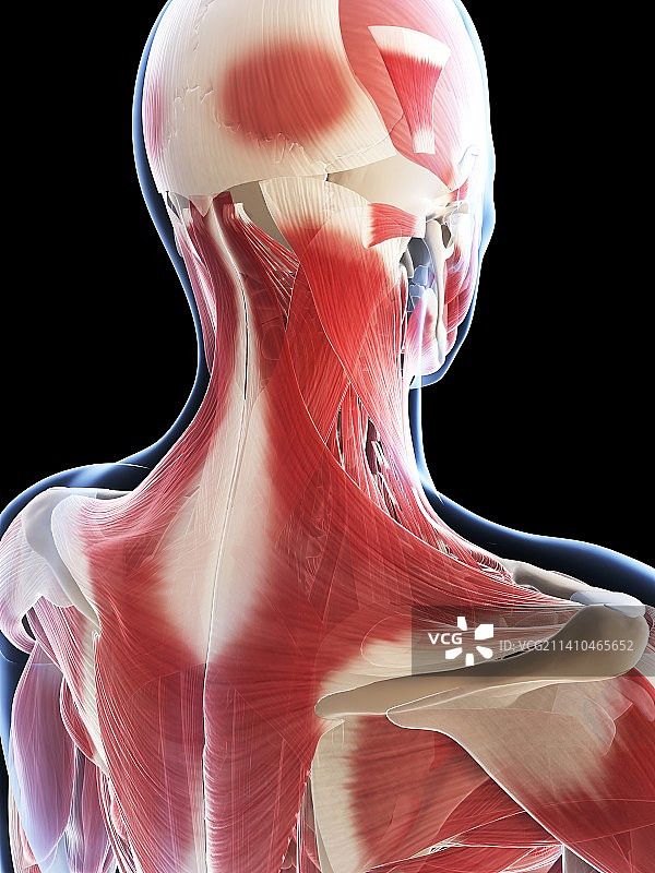 男性肌肉组织，艺术品图片素材