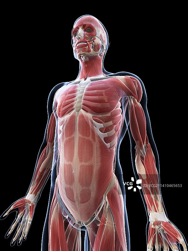 男性肌肉组织，艺术品图片素材