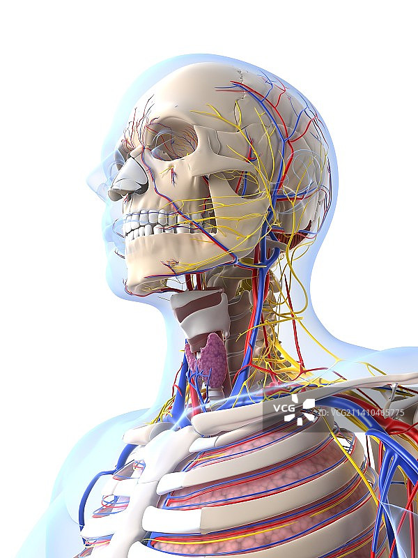 人体解剖，艺术品图片素材