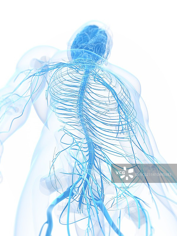 男性神经系统，艺术品图片素材