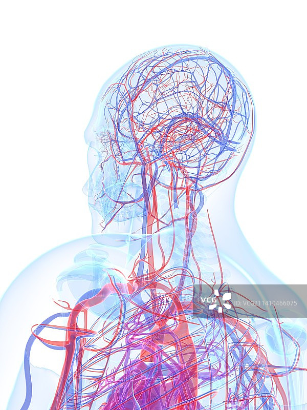 男性心血管系统，艺术品图片素材