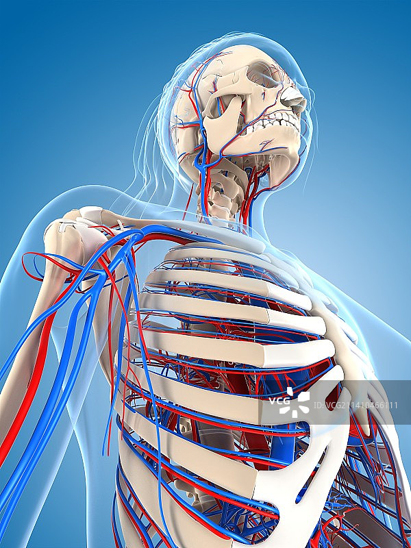 女人血管系统艺术图图片素材
