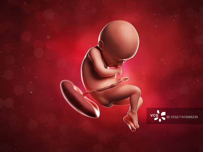36周胎儿艺术图图片素材