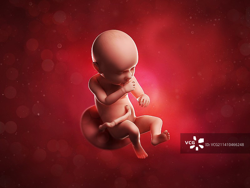 39周的胎儿，艺术作品图片素材