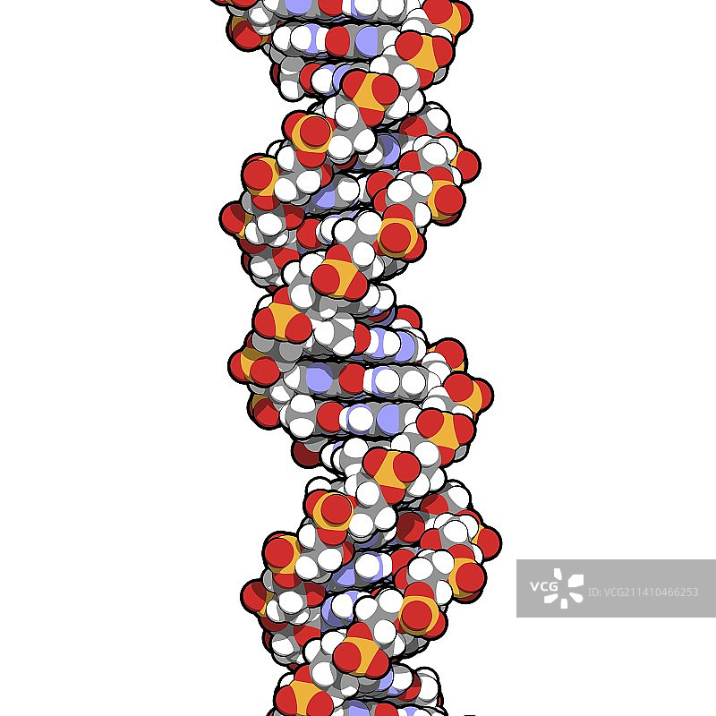 DNA分子模型图片素材