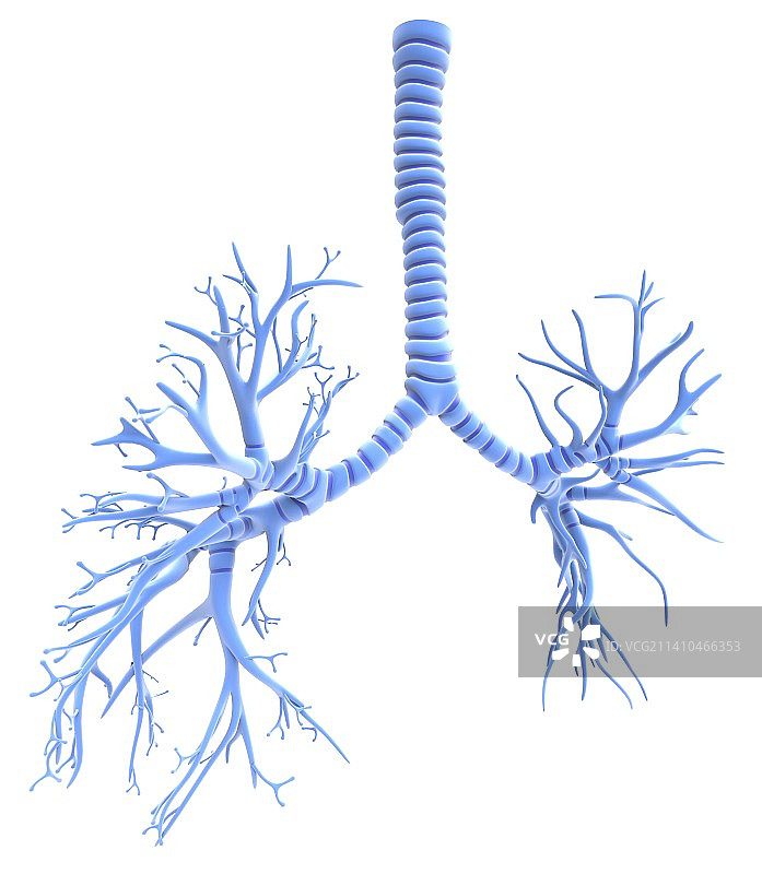 支气管树艺术图图片素材