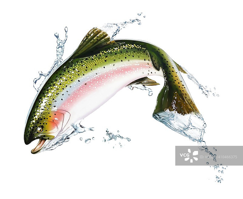 鱼插画图片素材