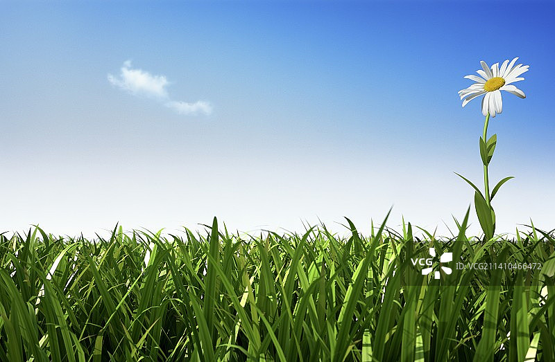 雏菊，艺术作品图片素材