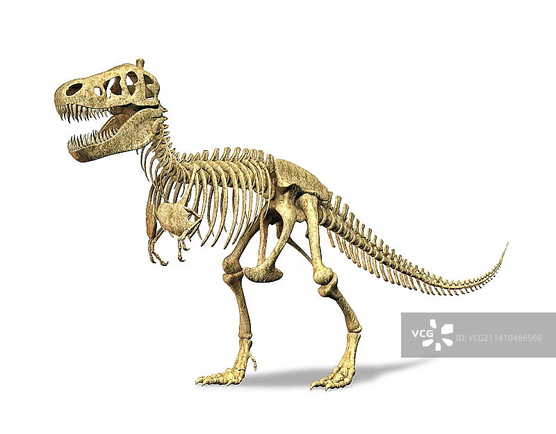 霸王龙骨骼艺术图图片素材