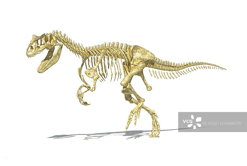 异特龙恐龙骨骼，艺术作品图片素材