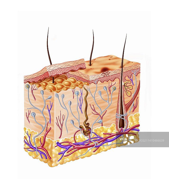 人体皮肤解剖艺术图图片素材