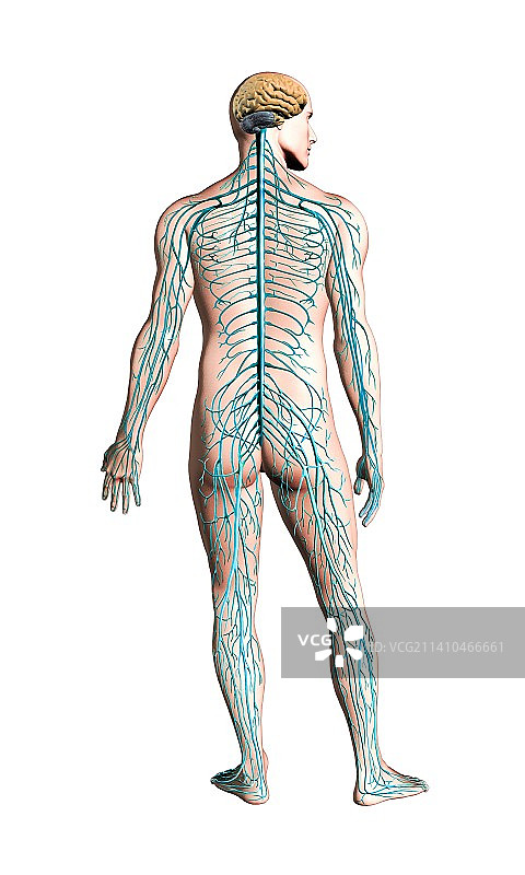 人类神经系统，艺术品图片素材