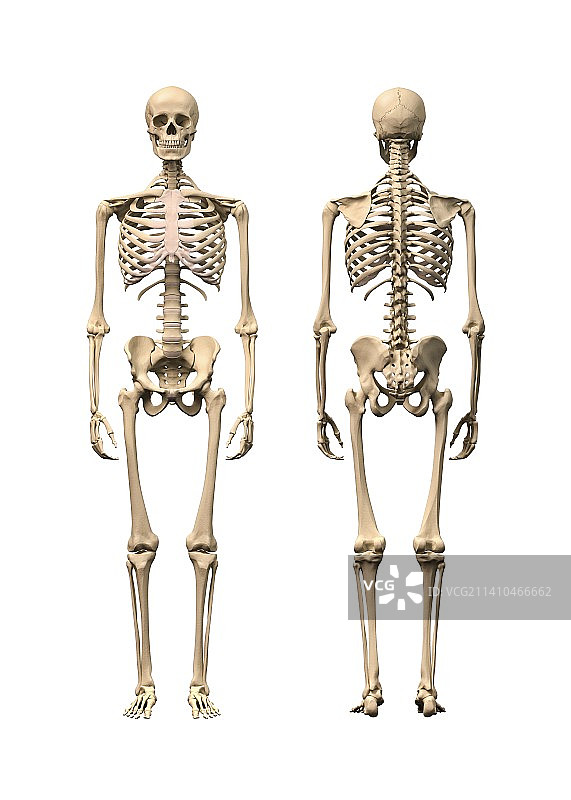 人类骨骼，艺术品图片素材