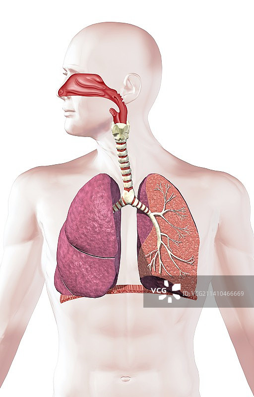 人类呼吸系统，艺术作品图片素材