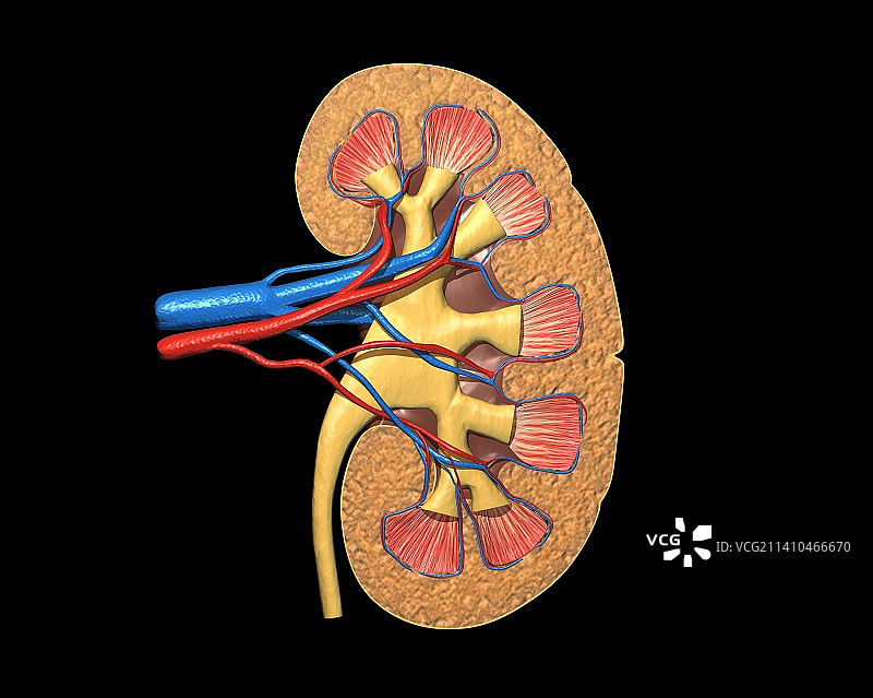 人体肾脏图图片素材
