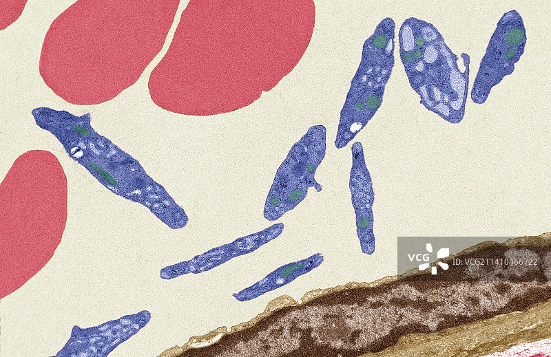 血管，透射电镜图片素材