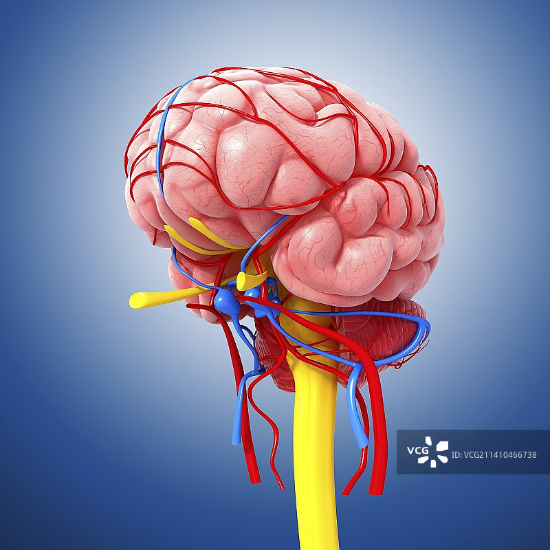 中枢神经系统插画图片素材