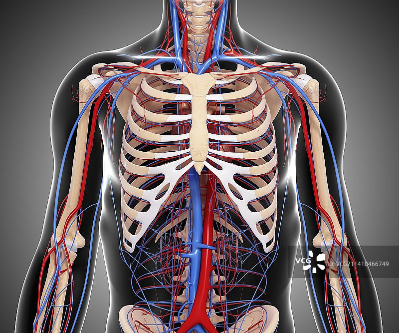 人体解剖，艺术品图片素材