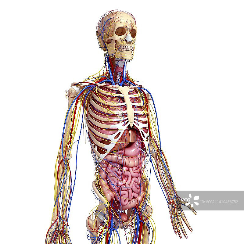 男性解剖学、艺术品图片素材