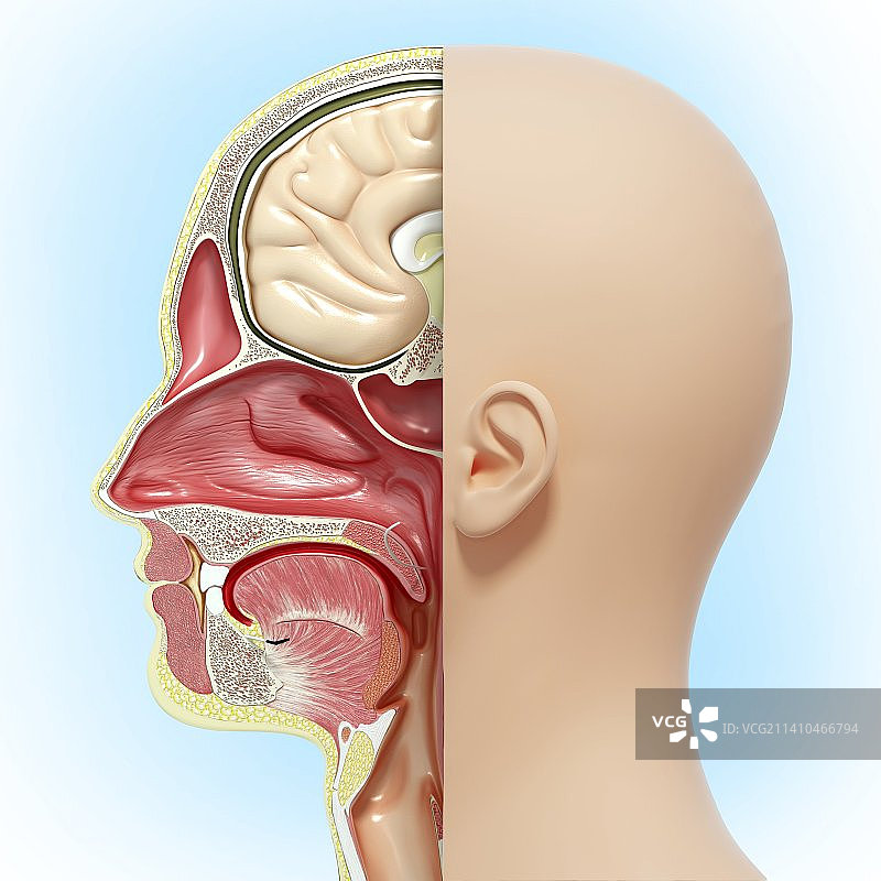 头部解剖，艺术品图片素材