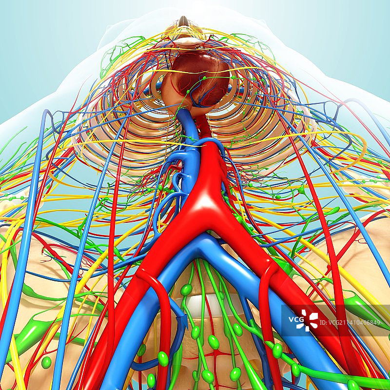 人体解剖，艺术品图片素材