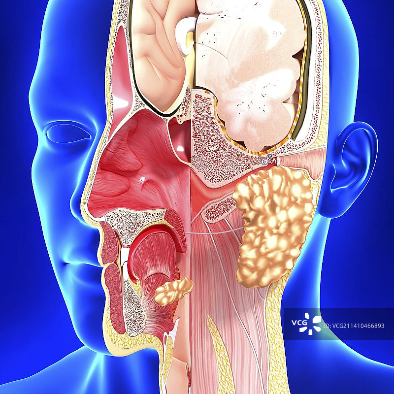 头部解剖，艺术品图片素材