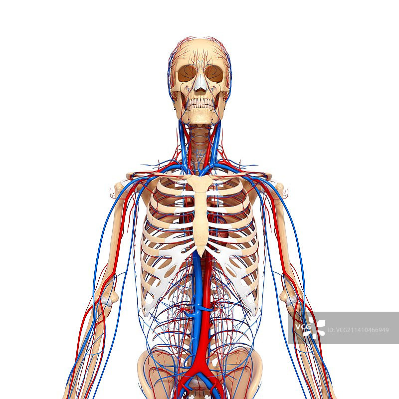 心血管系统，艺术品图片素材