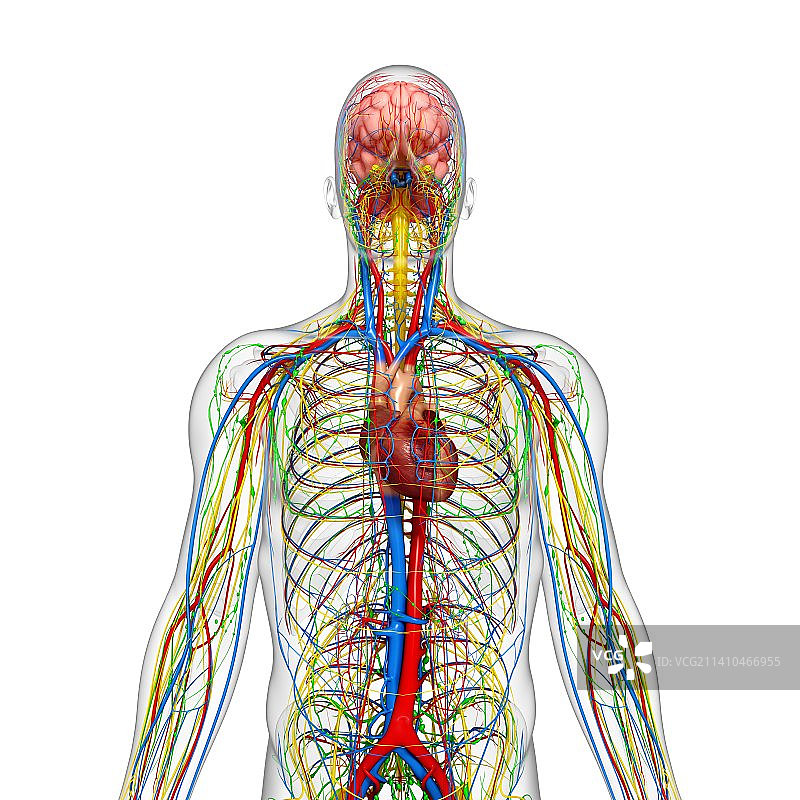 人体解剖，艺术品图片素材