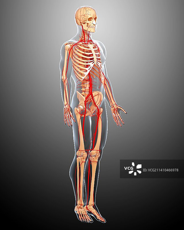 人体动脉，艺术品图片素材