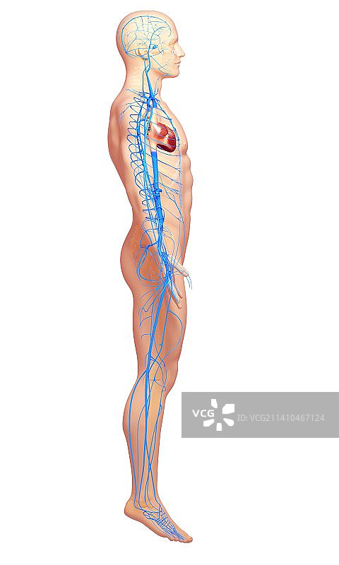 人体静脉图图片素材