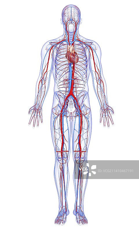 心血管系统，艺术品图片素材